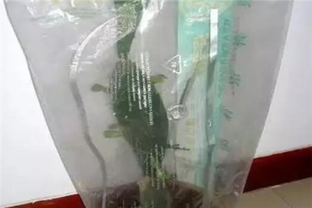 蟹爪兰