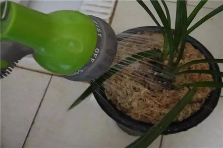 兰花