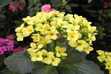 长寿花