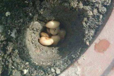 黄豆