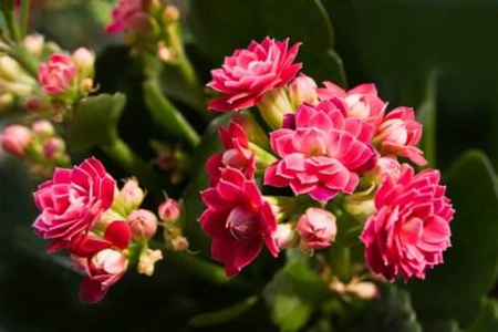长寿花