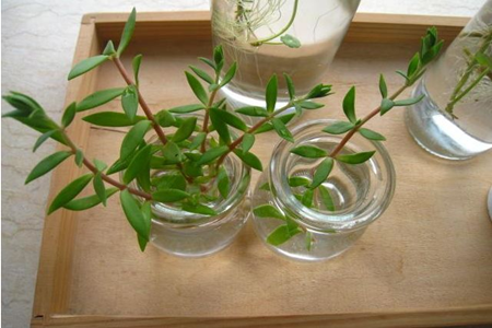 植物