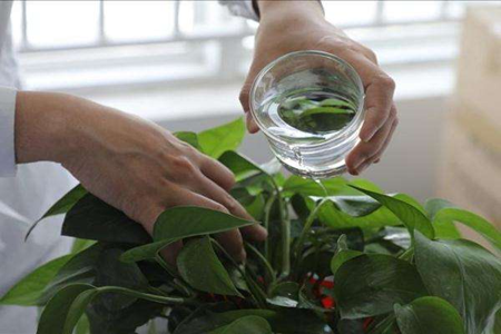 植物