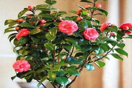 茶花