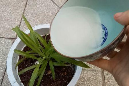 淘米水