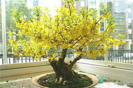 寸寸金