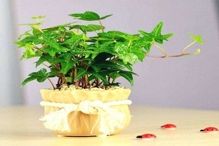 花卉