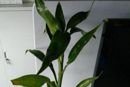 富贵竹