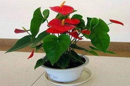 红掌