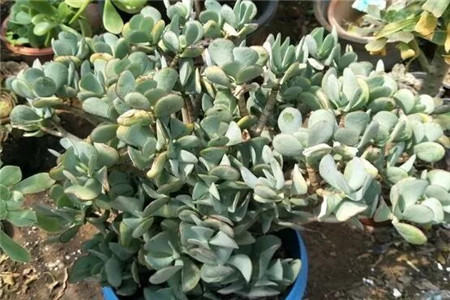 玉树
