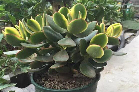 玉树
