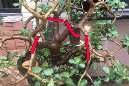 玉树