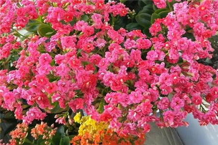 长寿花