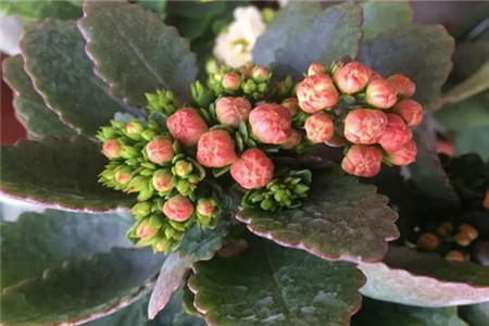 长寿花