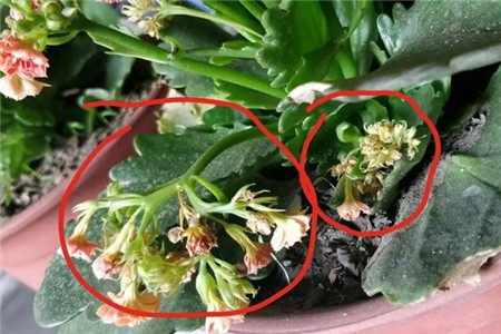 长寿花