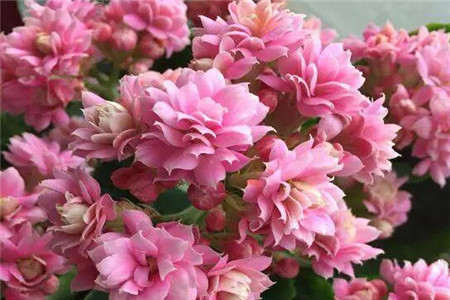 长寿花
