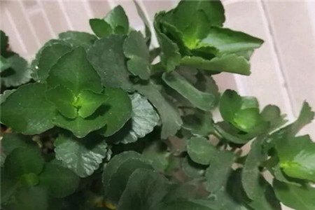 长寿花