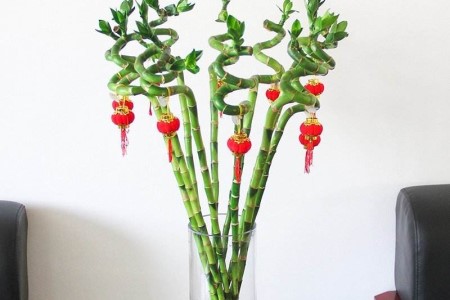 龙竹