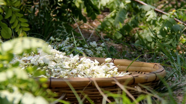 茉莉适合放在室内吗 茉莉适合放在室内吗