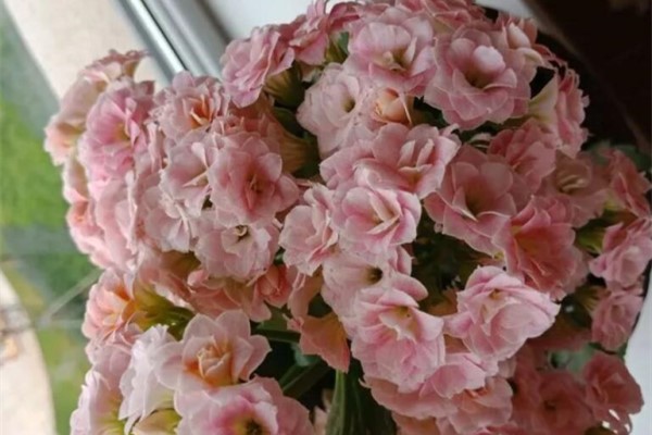 1片叶爆出10盆花，这7种花再便宜也别买！