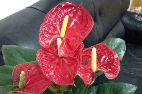 夏天浇水越勤快，红掌越黄叶，半月就会死翘翘！