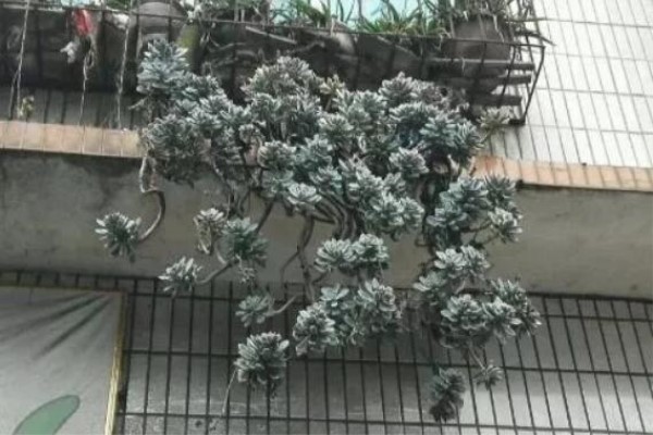 他家多肉爱爬墙，房顶到处都是，多得拿来喂鸡了！