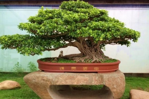 1个盆景出价600万，老外都震惊了！