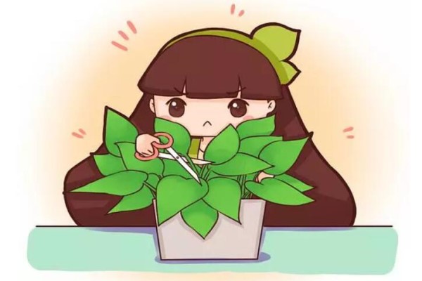 绿萝文竹...叶子又发黄？学招，轻松就变绿！