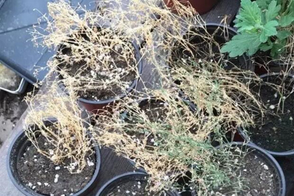 一阳台的花全死了？赶紧救，还能捡回一条命！