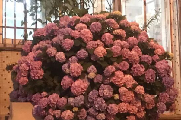 大神家的绣球1米高，一棵开花100朵，震撼！