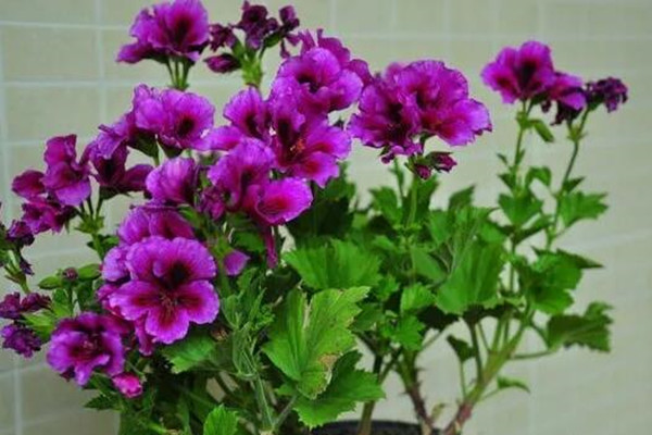 天竺葵养成“夏必死”？学这6招，轻轻松松过夏天！