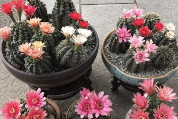 大神家的仙人球，一次开花50朵，秘诀原来都在这！