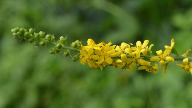 龙芽草的功效与作用