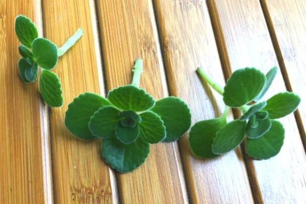 驱蚊虫除异味···这花养一盆，抵10瓶花露水！