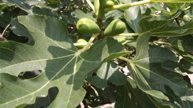 无花果树的养殖方法 无花果树的养殖方法