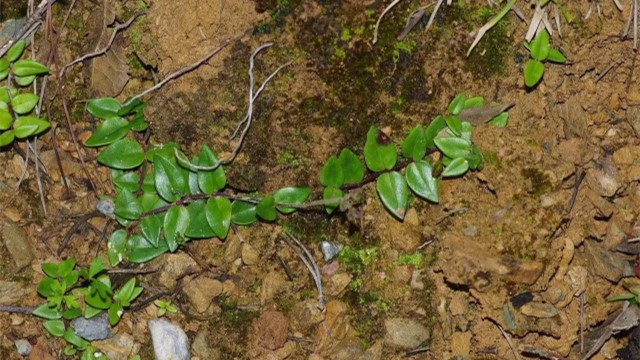 如何种植金铁锁