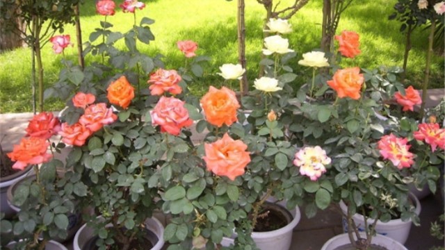 盆栽月季花怎么养 盆栽月季花怎么养