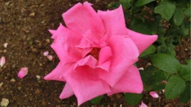 月季花用什么土最好 月季花用什么土最好