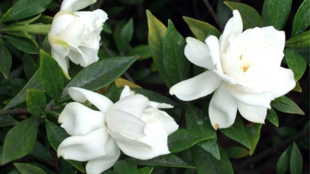 栀子花浇什么水最好 栀子花浇什么水最好
