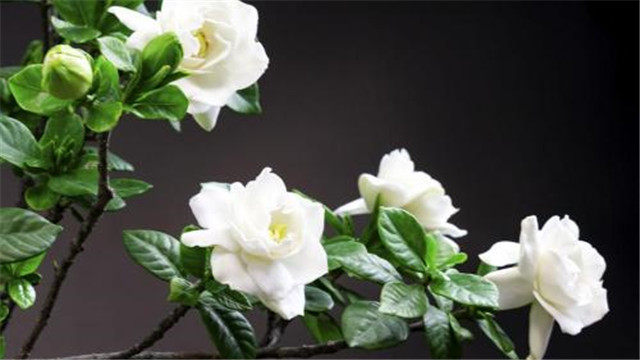 栀子花可以放室内吗 栀子花可以放室内吗