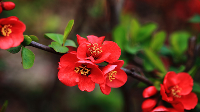 海棠的花语 海棠的花语