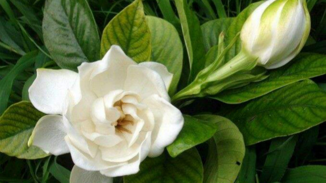 栀子花可以水培吗 栀子花可以水培吗