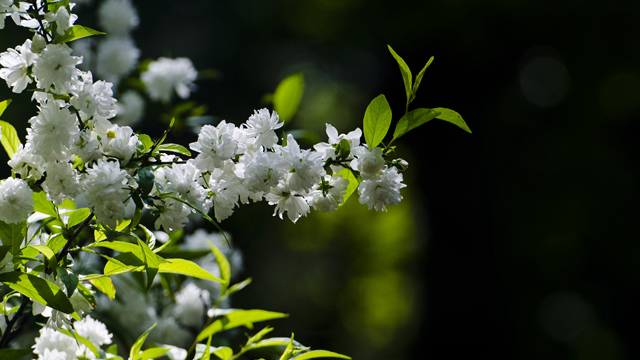 白花重瓣麦李和粉花重瓣麦李的区别