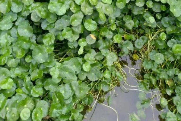 臭水沟挖点它，养盆里就疯长，1分钱不花爆10盆！