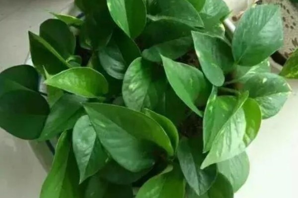 绿萝虎皮兰有个小机关，打开它，嗖嗖蹿10米！