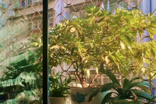 养花最怕1个字：等！