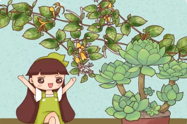 大神都爱养这花，扔盆里就疯长，零下20度也不死！