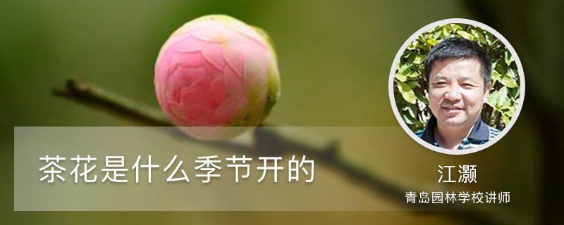 茶花是什么季节开的 茶花是什么季节开的
