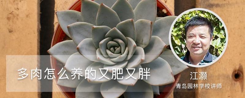 多肉怎么养的又肥又胖 多肉怎么养的又肥又胖