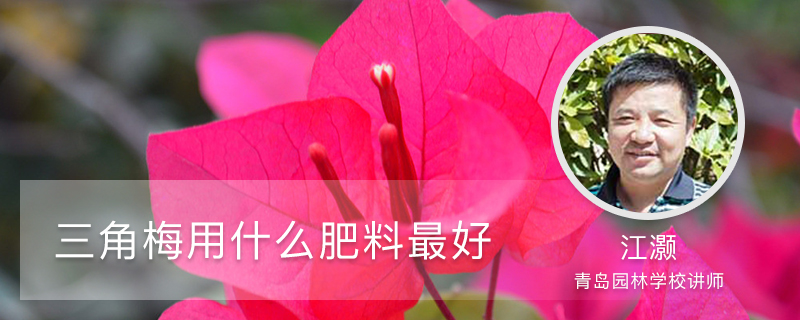三角梅用什么肥料最好 三角梅用什么肥料最好